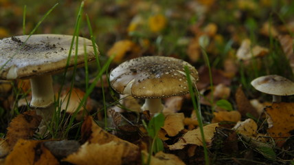  Parasol mushroom
