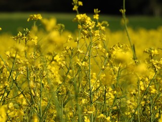 Obraz premium The rapeseed fields bring warm summer colors to spring almost by their shimmering yellow flowers. with effects of color pleasant to watch especially when an insect pollinator comes to search the heart