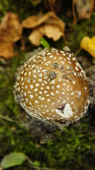 parasol mushrooms in heathland
