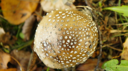 parasol mushrooms in heathland