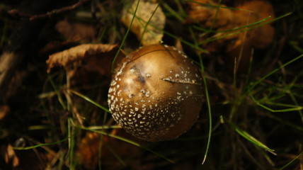 parasol mushrooms in heathland