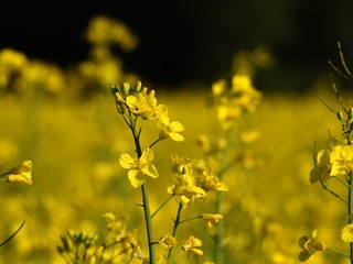 Obraz premium The rapeseed fields bring warm summer colors to spring almost by their shimmering yellow flowers. with effects of color pleasant to watch especially when an insect pollinator comes to search the heart