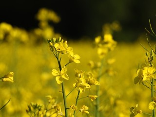 The rapeseed fields bring warm summer colors to spring almost by their shimmering yellow flowers. with effects of color pleasant to watch especially when an insect pollinator comes to search the heart