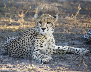 Cheetah in Recline