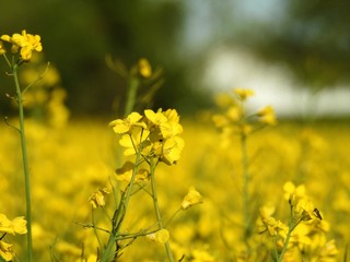 Obraz premium The rapeseed fields bring warm summer colors to spring almost by their shimmering yellow flowers. with effects of color pleasant to watch especially when an insect pollinator comes to search the heart