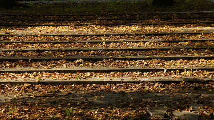 Autumn, fall with colorful leaves