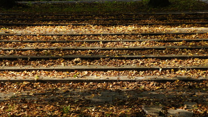 Autumn, fall with colorful leaves