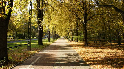 Autumn, fall with colorful leaves