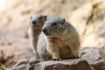 groundhog sits on ground and looks to the side