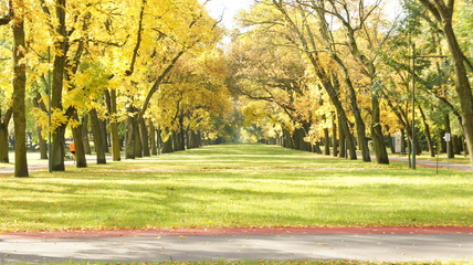 Autumn, fall with colorful leaves