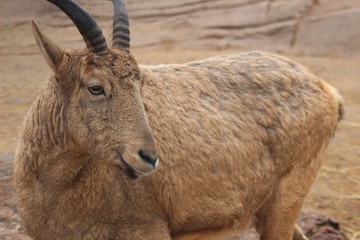 Naklejka na ściany i meble close up of a mountain goat calf 