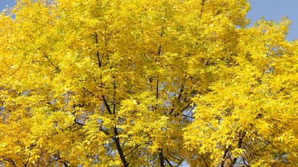 Autumn Leaves