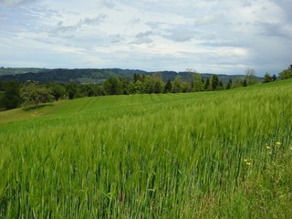 The grain harvest looks excellent this year, 