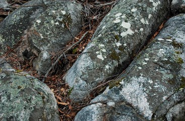 Detail of lichen covered rocks in the Australian bush, forming an abstract pattern of grey and white.
