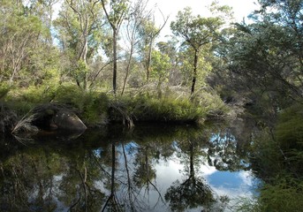 Obraz premium Australian bush reflected in a billabong, or water-hole.