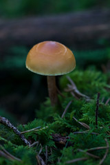 orange mushroom in the dark