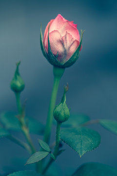rose
