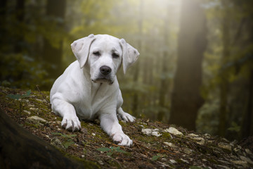 Kleiner labrador retriever hund welpe im stimmungsvollen wald mit süßem hundeblick