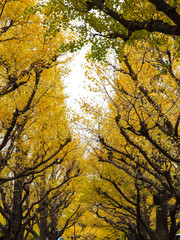 Ginkgo trees