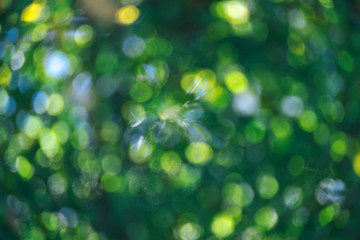 Obraz premium Abstract natural green bokeh from tree background. nature defocus outdoor.