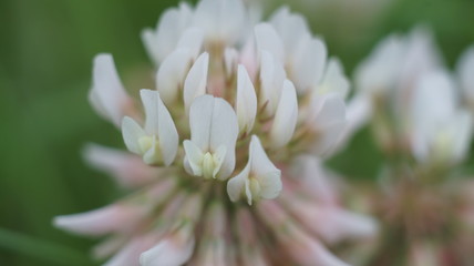Fototapeta premium Violet flowers