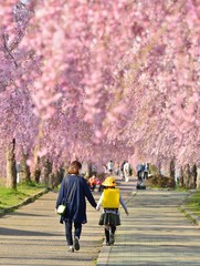 枝垂桜の並木道とファミリー 