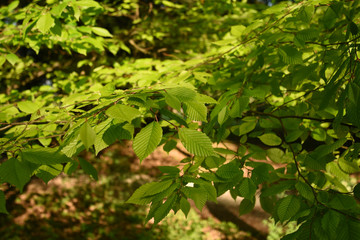 Leaves