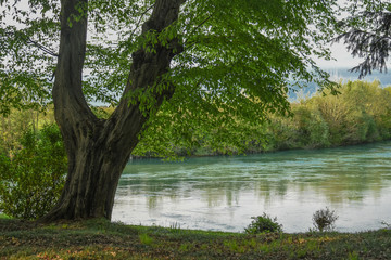Fototapeta na wymiar The tree on the river
