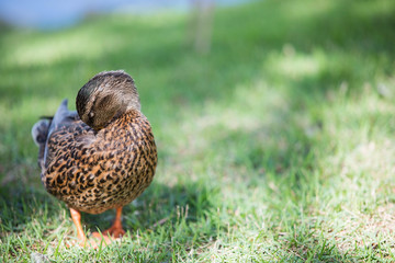 Duck sleeping in grass