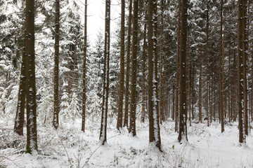Fototapeta premium snow covered forest