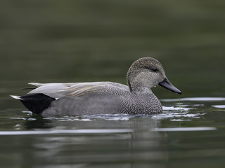 Male Gadwall Swimming in Fall