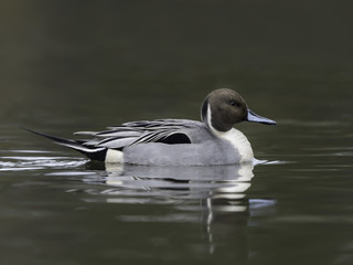 Northern Pintail Swimming on Green Background