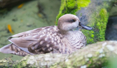 A Duck Sleeping
