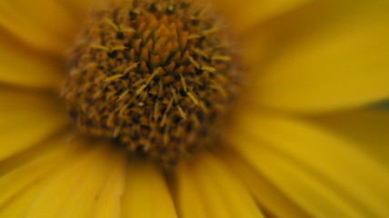 Yellow daisy flower isolated