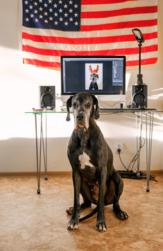 Dog in room with USA flag