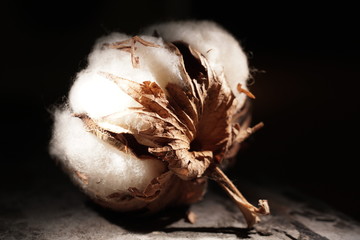 Baumwoll-Fruchtstand in Seitenansicht