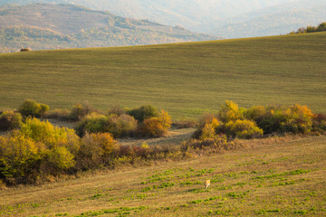 Fototapeta na wymiar colorful autumn in the mountains