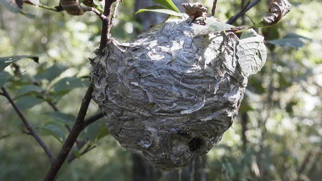 Round nest of paper wasp on branch (live)
