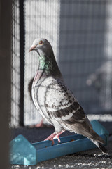 homing pigeon bird perching on food feeding in home loft