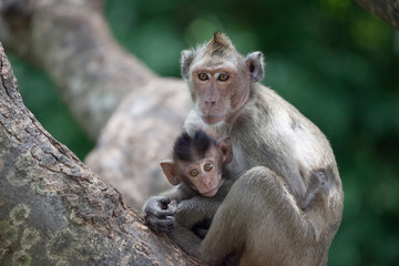 Naklejka premium 可愛いサル