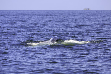 Obraz premium Bryde's whale or Eden's whale in Thai gulf, Phetchaburi