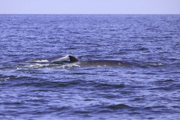 Fototapeta premium Bryde's whale or Eden's whale in Thai gulf, Phetchaburi