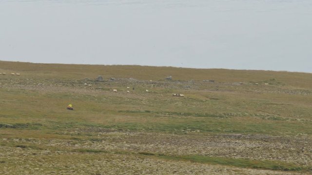 ICELAND Rettir sheep Schaf shepherd