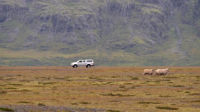 ICELAND Rettir sheep Schaf shepherd