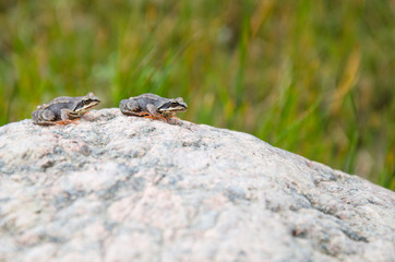 two frogs on stone