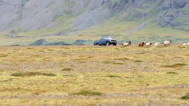 ICELAND Rettir sheep Schaf shepherd
