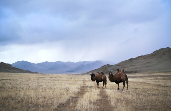 Camels