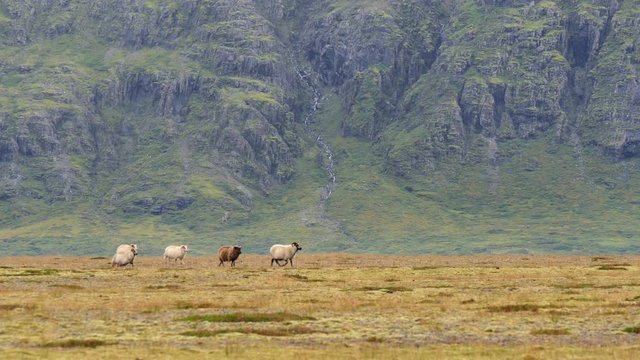 ICELAND Rettir sheep Schaf shepherd