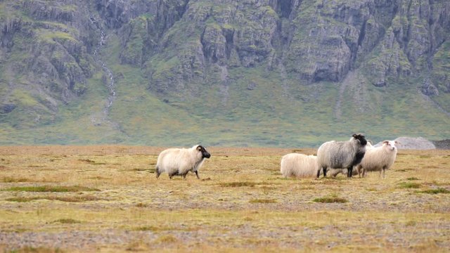 ICELAND Rettir sheep Schaf shepherd