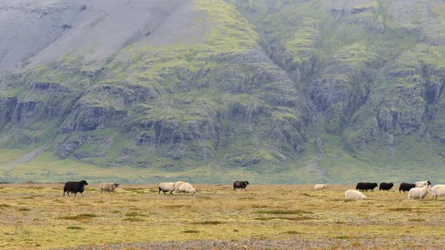 ICELAND Rettir sheep Schaf shepherd